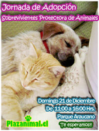 Jornadaadop