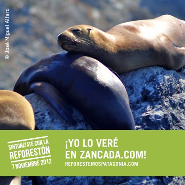 FB-Foca-Zancada FB Foca Zancada Reforestemos Patagonia: Llegó el día de La Reforestón