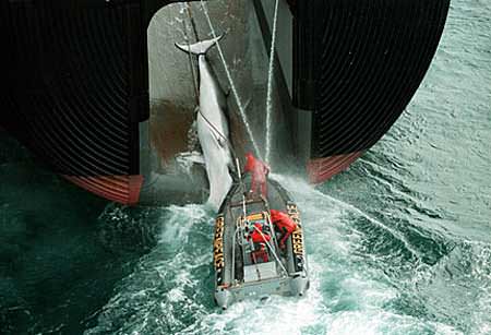 Zgreenpeace