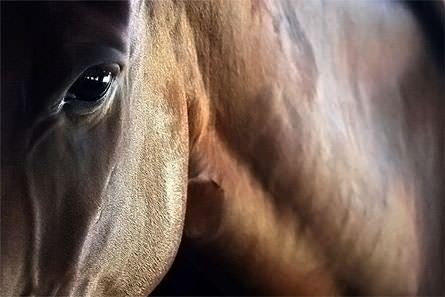 Horsebortnik