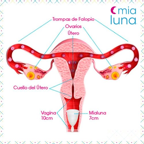 El nuevo amor de mi vida: mi copa menstrual 2