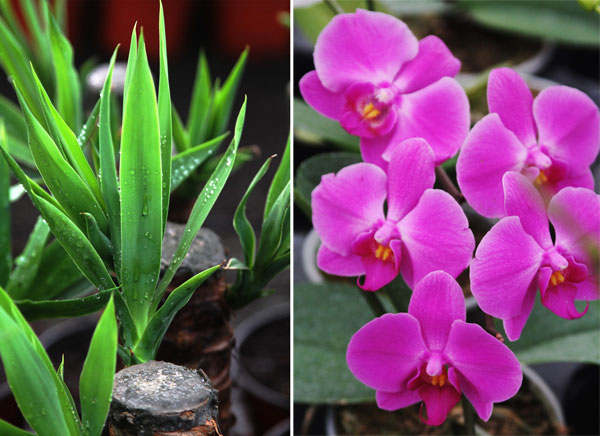 ¿Qué plantas de interior elegir para tu casa o departamento​? 3