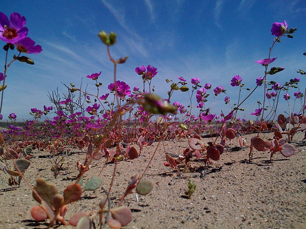 Quiero conocer el desierto florido 2