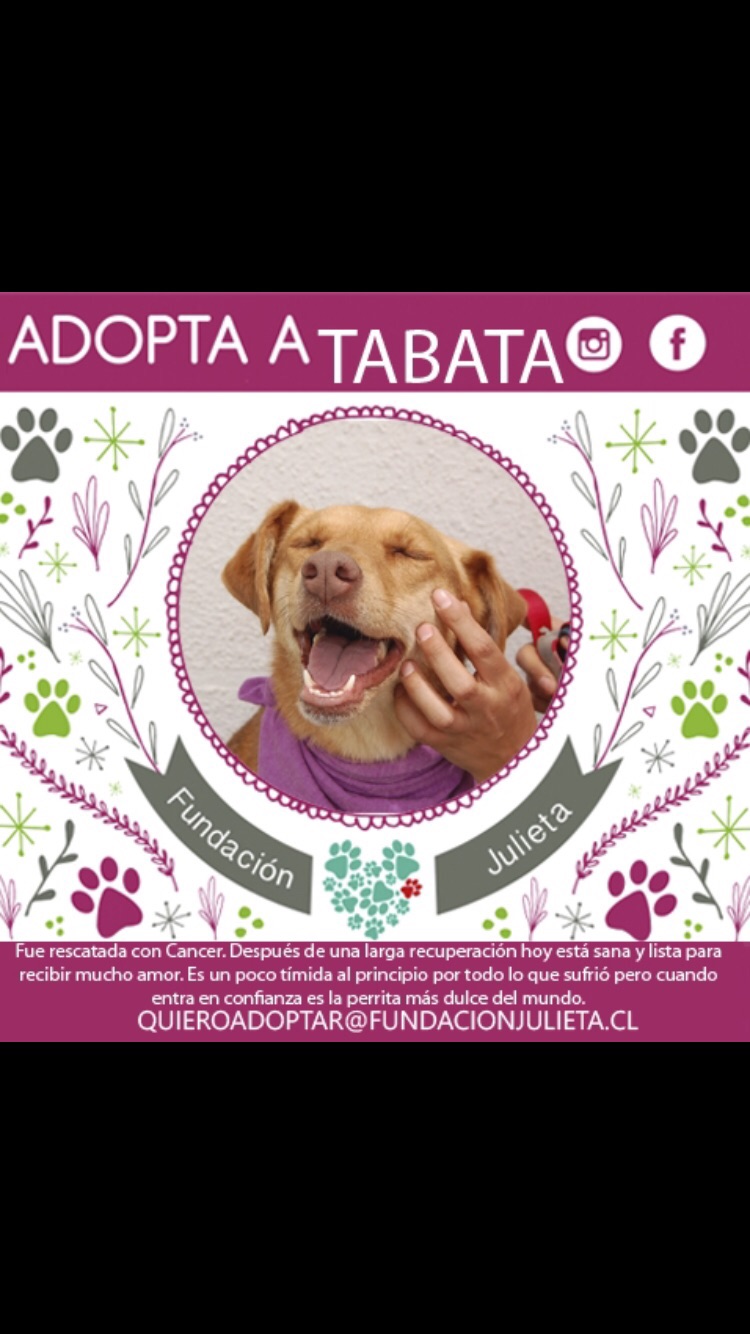 #PerritoJulieta: adopta a Tábata 1