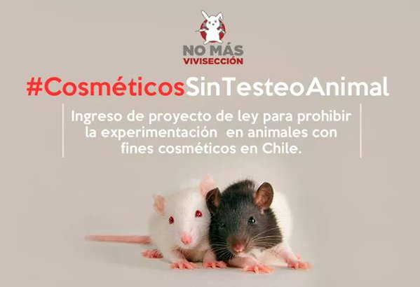Proyecto de ley contra el testeo en animales: un primer paso importante 10