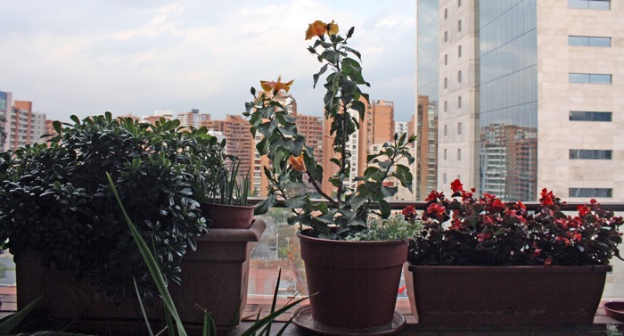 Cómo cuidar las plantas de tu terraza o balcón 1