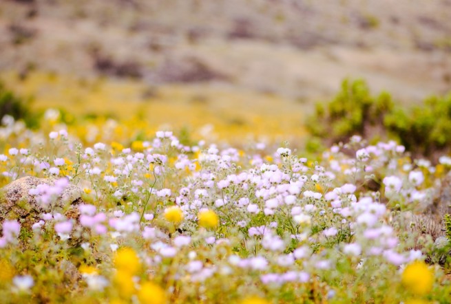 desierto florido 2017