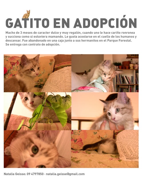 Gatitos en adopción 15