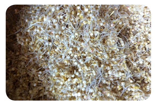 Germen de quinoa para la ensalada 11